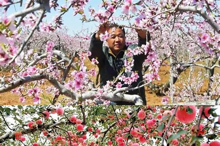 苹果树花期施肥方法