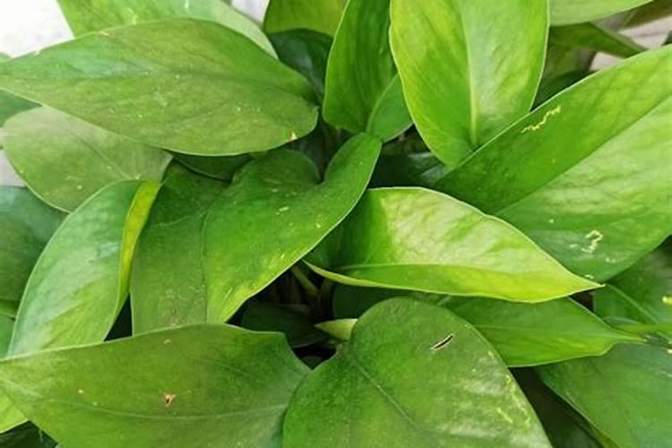 番石榴幼苗可以施肥吗？施什么肥？