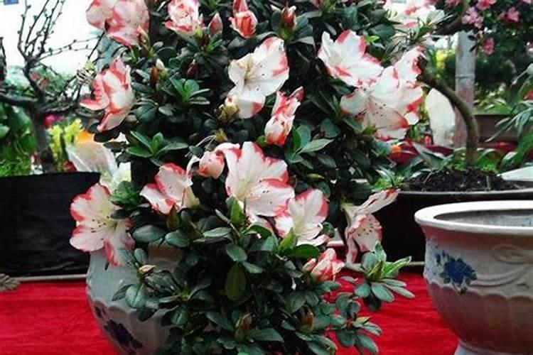 茶花、杜鹃花、栀子花适合浇什么肥料