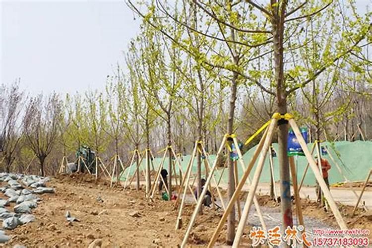 怎样提高葡萄树的移栽成功率？