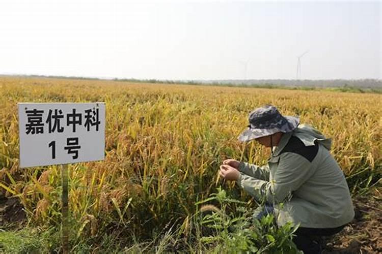 新疆盐碱地怎么改良土壤