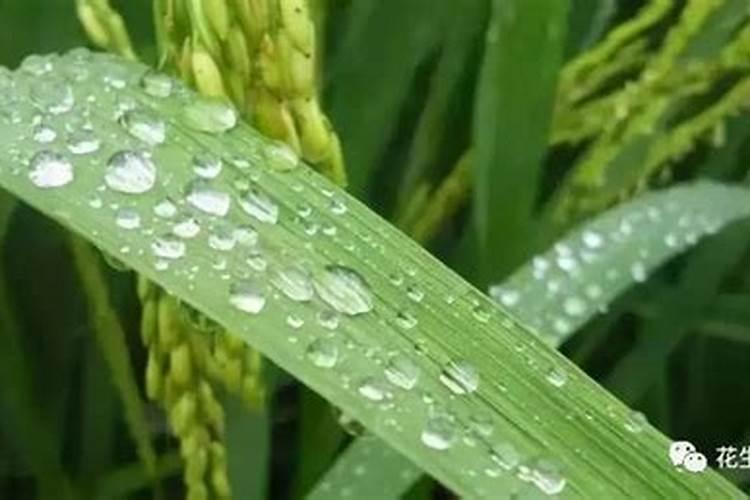 什么原因引起水稻叶片发黄？