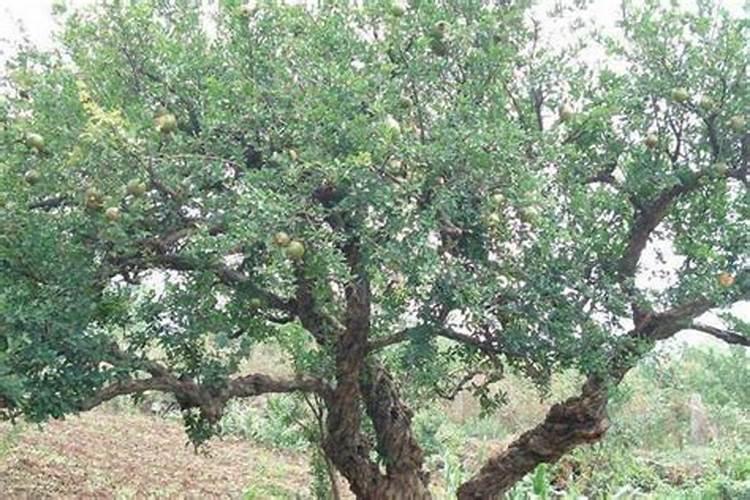 使樱桃高产秋季要怎么施肥？