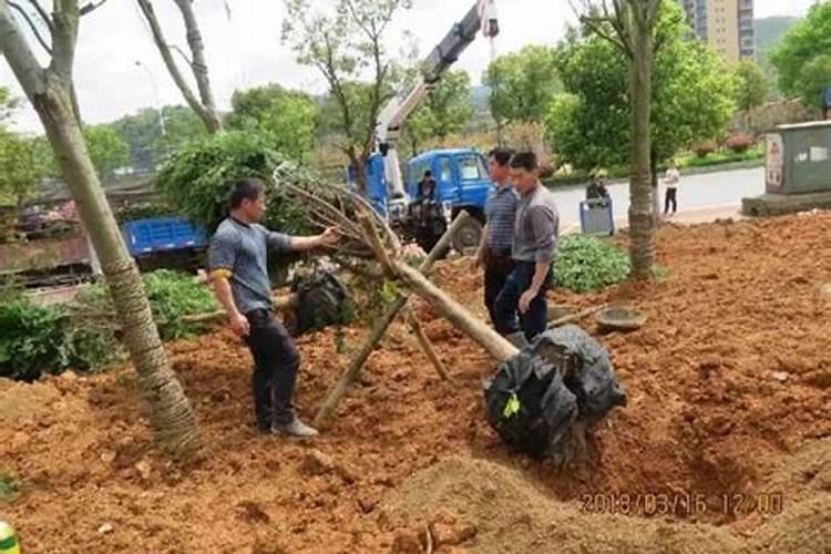 怎样才能提高栽树的成活