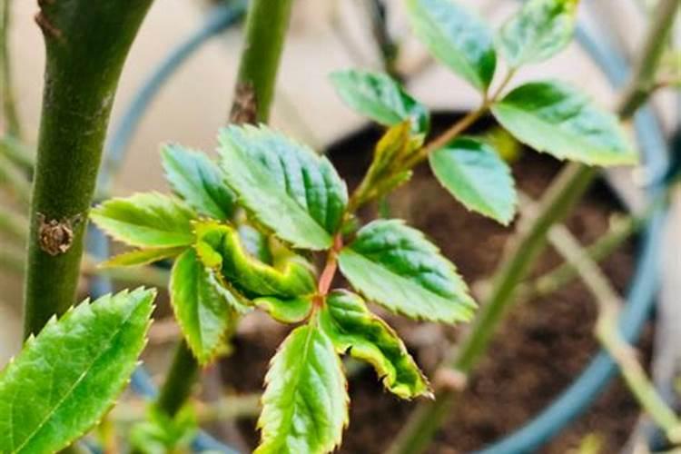 桂花树施复合肥可以吗？