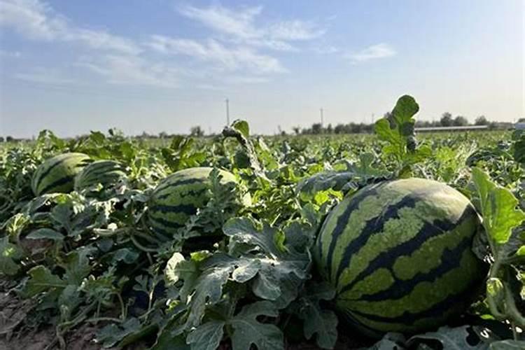 草坪什么时候种植比较好？怎么种植
