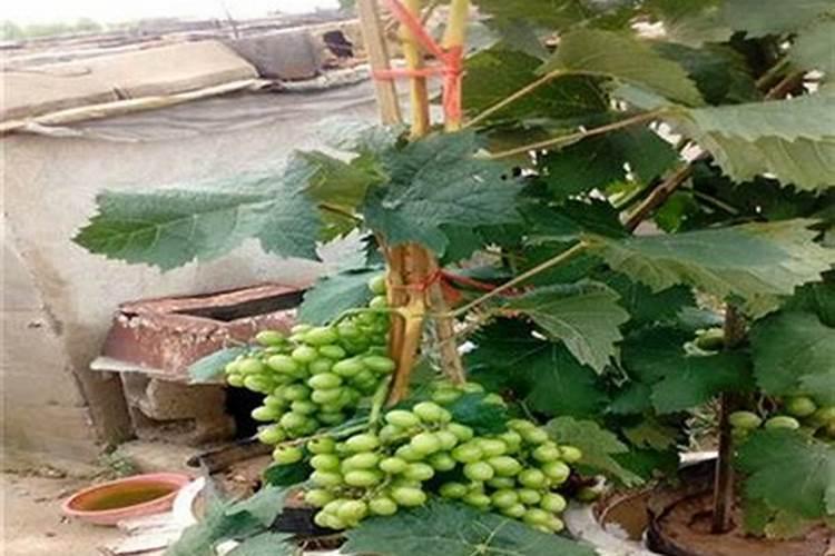 茶花高压多久生根