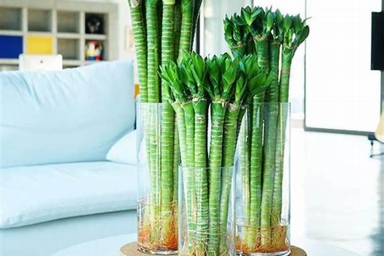 水培富贵竹怎么施肥