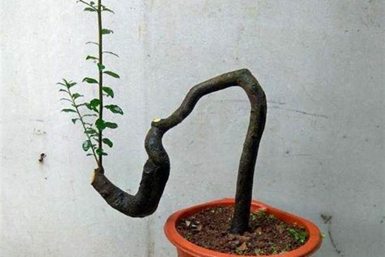 黄荆下山桩发芽多少天后能生根