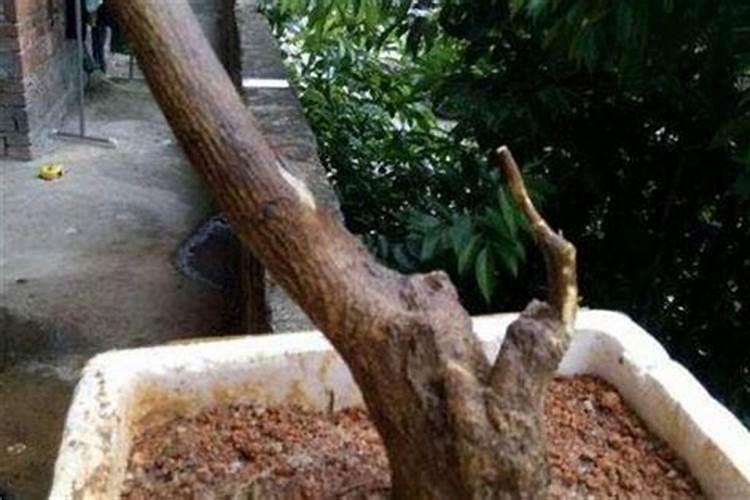 李唐下坡桩如何快速生根及种植要点？