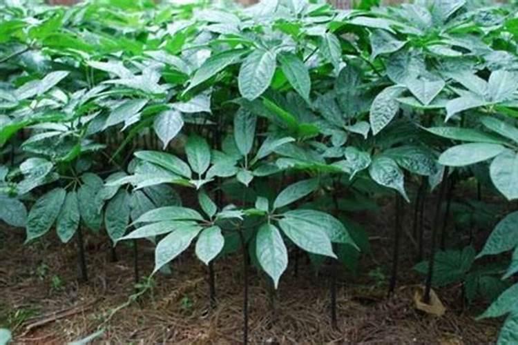盆栽三七的养护方法及注意事项