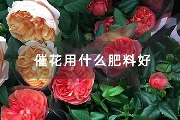 凤梨催花前需要打什么肥