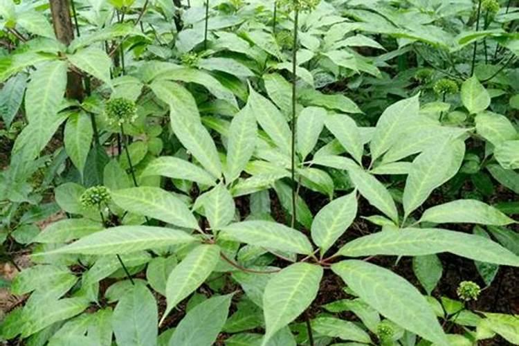 三七栽培和管理技术