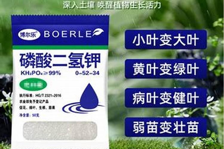 建兰什么时候用磷酸二氢钾催花
