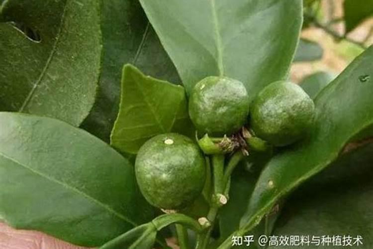 西红柿追肥用什么肥料？