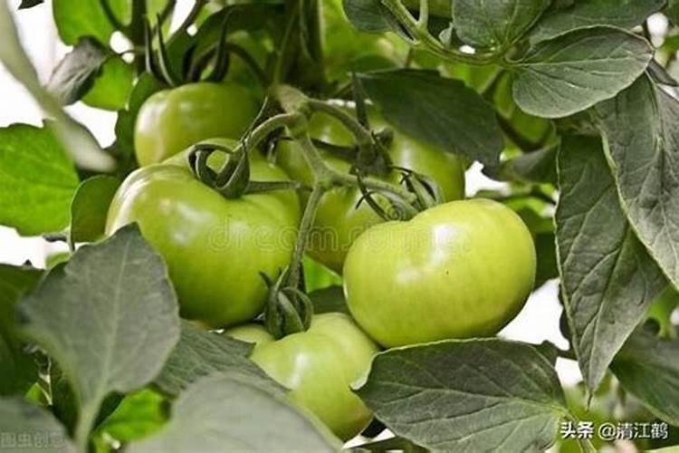 含磷高的三种水果