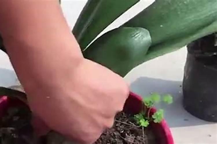 蚕豆种植方法全过程