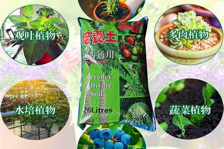 玉露需要晒太阳吗