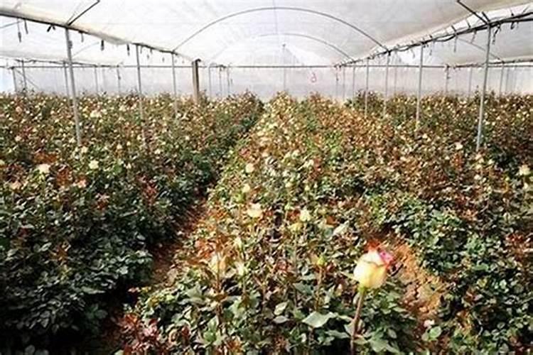 蝴蝶兰施什么肥开花