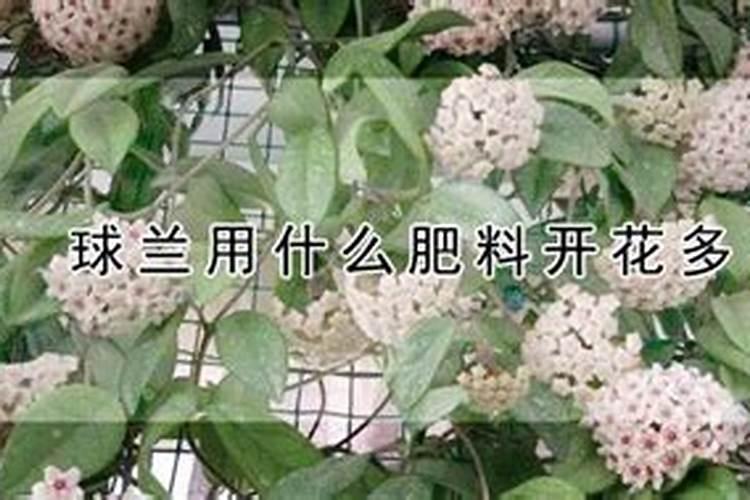 球兰怎么施肥