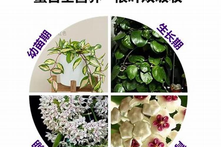 球兰用什么肥料开花多