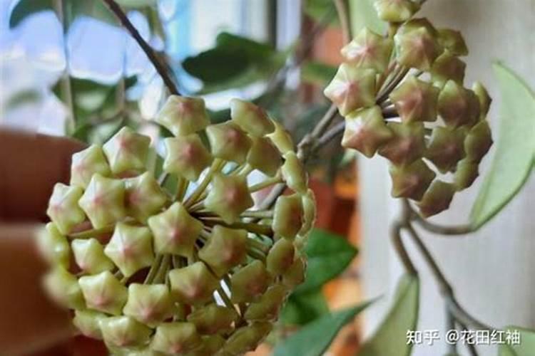 熟花生能直接埋在花盆里吗 花生可以直接埋在花盆里吗