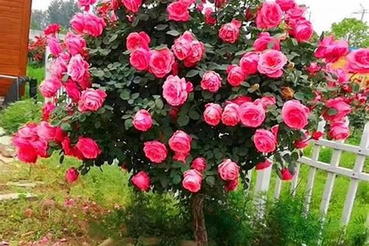 盆栽月季花要施什么肥,一般什么时候施肥？