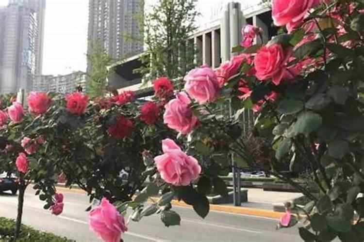 月季花长的好的诀窍是什么