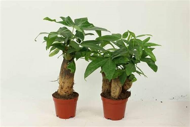 14羟基芸苔素内酯和尿素怎么兑水