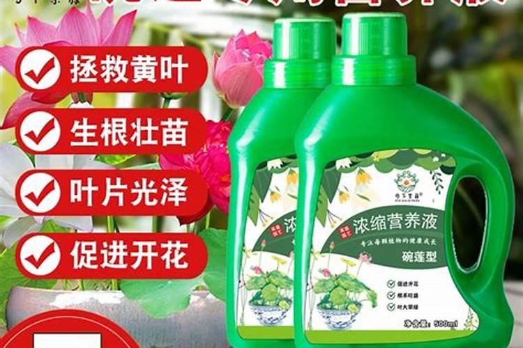 家庭养花想促进植物开花用什么有机肥？