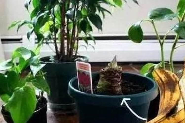 蔬菜中的有害物质应该怎么去除？