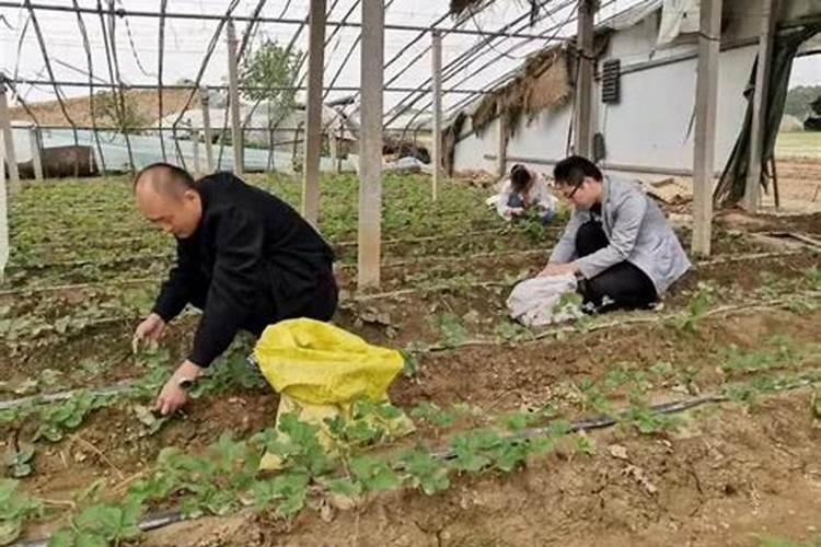 磷钾肥料的有哪些