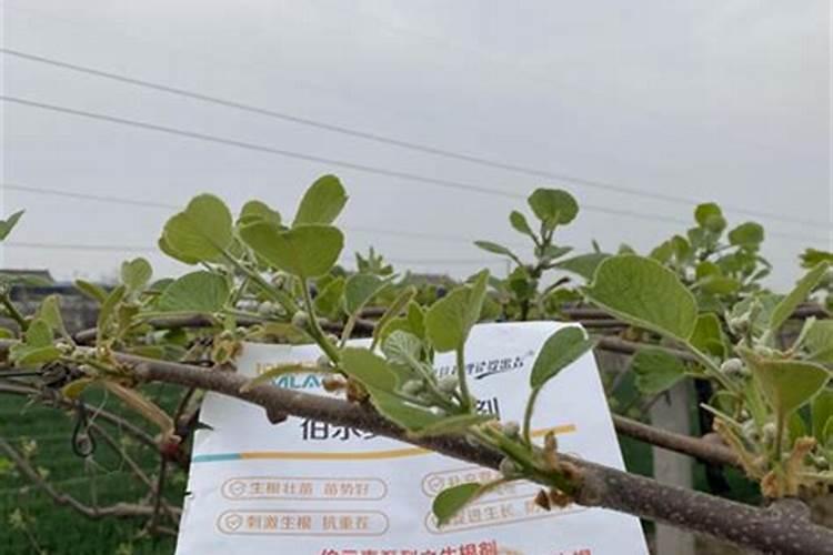 茶花打花苞施什么肥