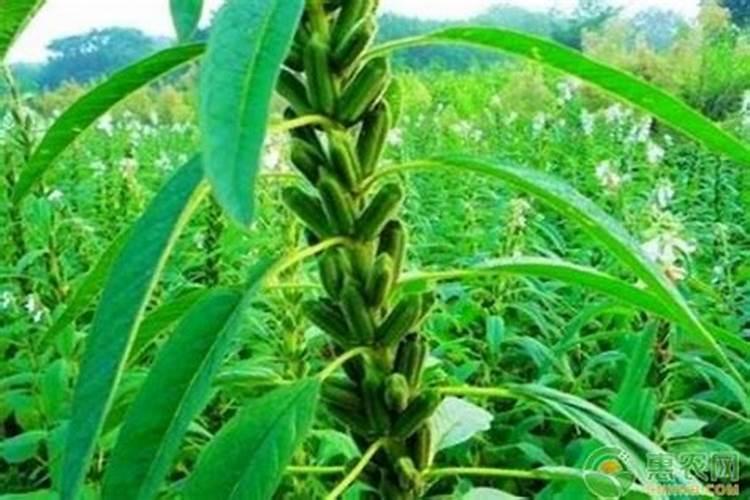 边坡绿化复合肥1000平方用多少