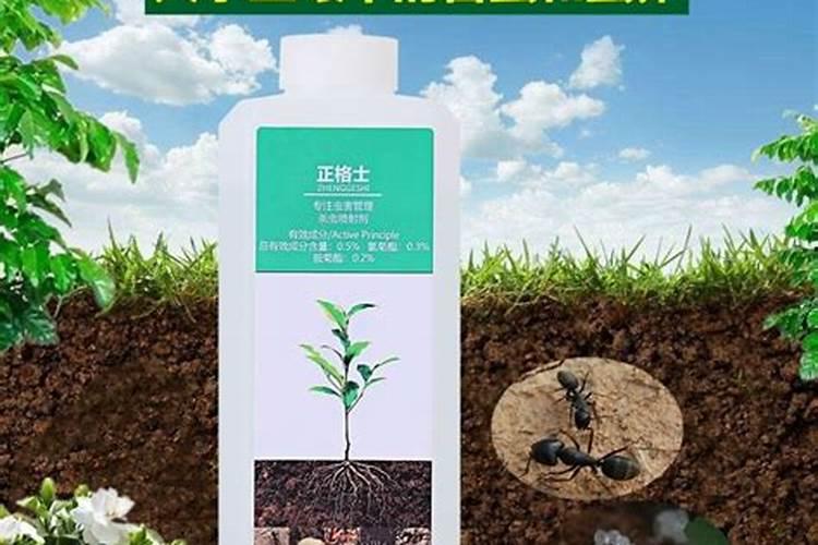 草莓苗种植多久能施肥 草莓幼苗施肥注意事项