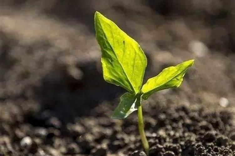 大姜适合用含氯肥料吗？