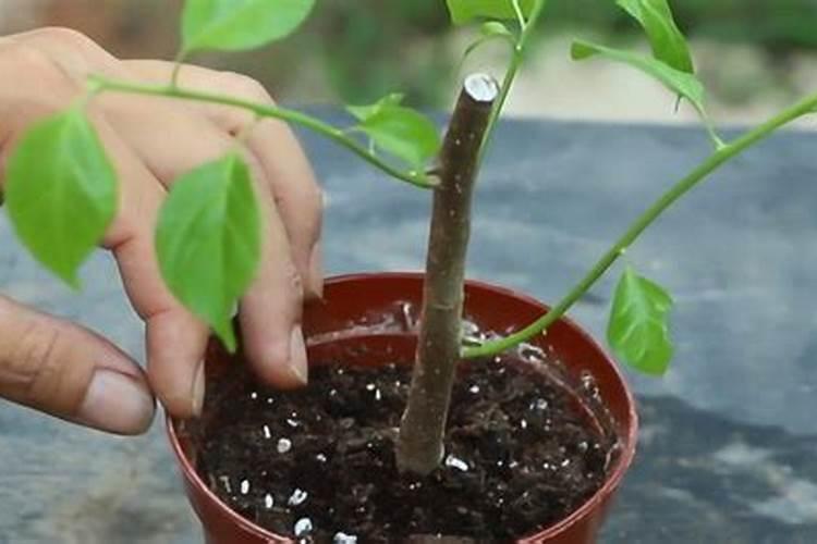 下山映山红怎样能栽活