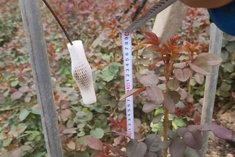 榆树下山桩出芽后能否喷些叶面肥