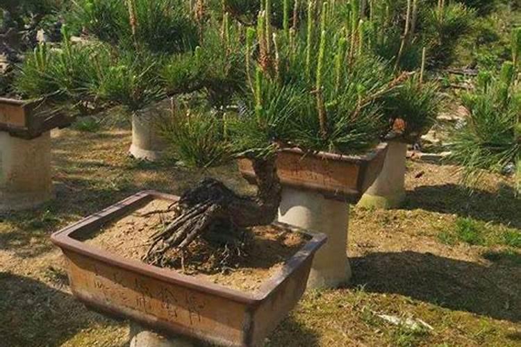 榆树下山桩出芽后能否喷些叶面肥