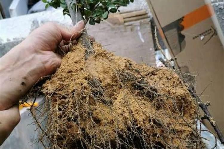 新买的红香木桩怎么栽培 新买的红香木桩如何栽培