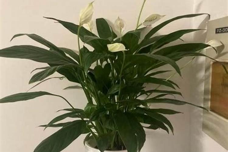 哈密瓜含钾高吗