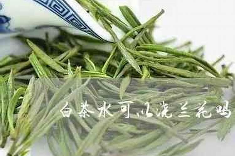 栀子花好养活吗