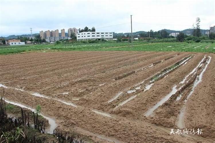 大白菜用什么肥料追肥(上几次肥最好,什么时候用肥)