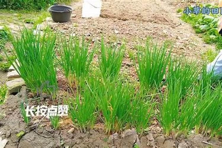 水培红掌要施什么肥好