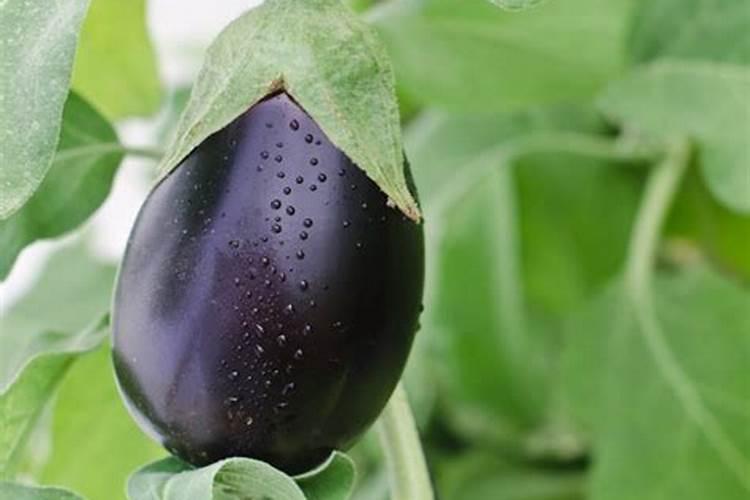 水培植物应上什么肥料