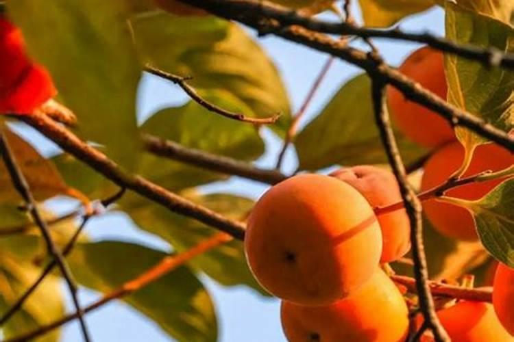 氨基酸水溶肥使用禁忌