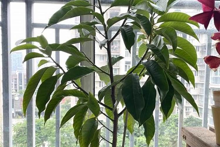 家里植物用什么施肥