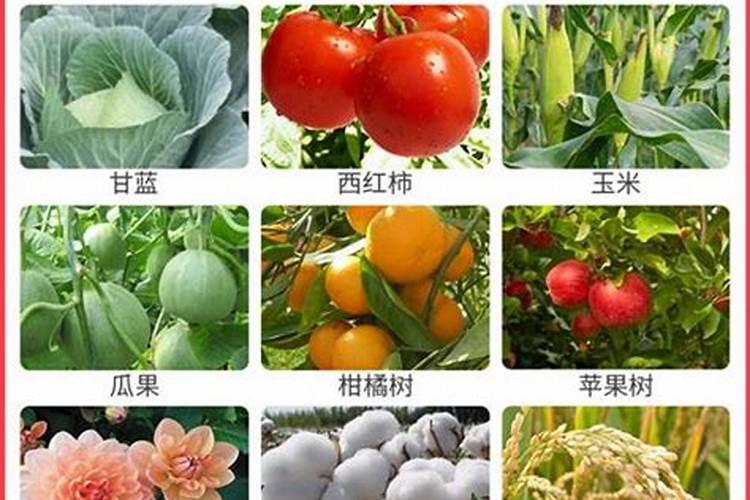 复合肥和大量元素水溶肥的区别