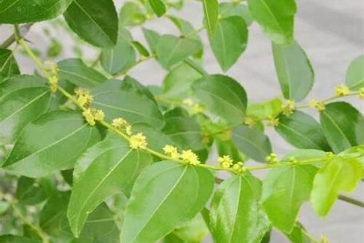 植物缺氮的症状,怎么办