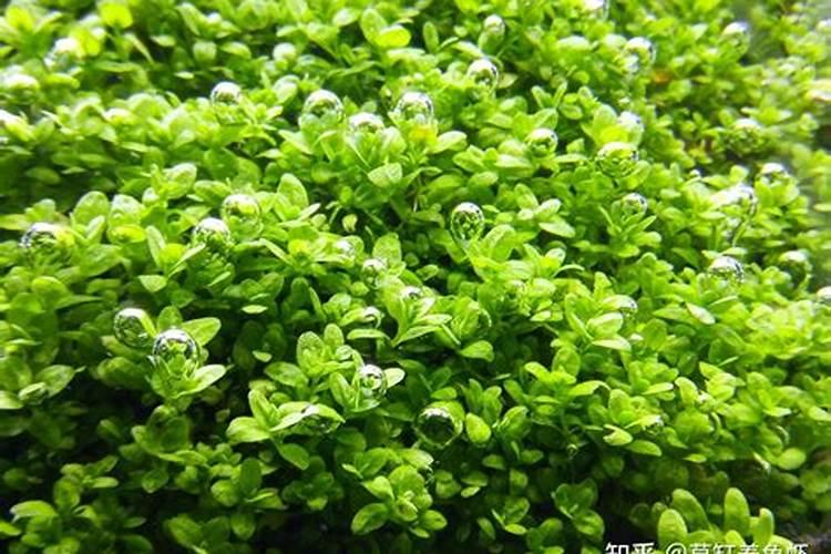 爬地矮珍珠好养活吗(迷你矮珍珠种植方法)